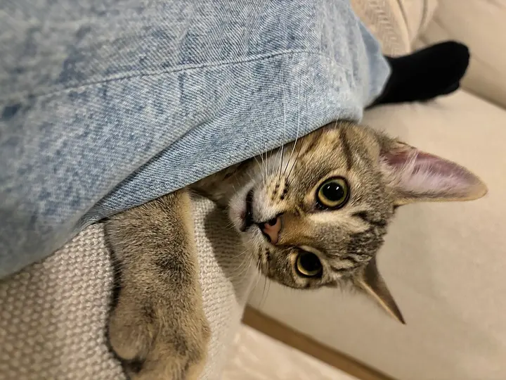 고양이 코리안 숏헤어