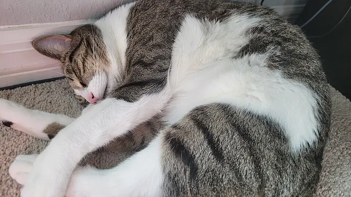 고양이 코리안 숏헤어